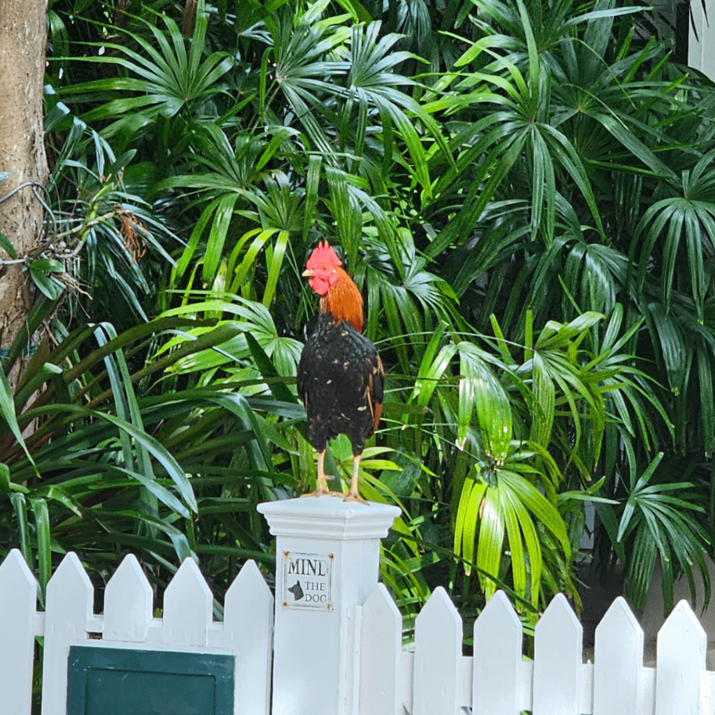 rooster-key-west