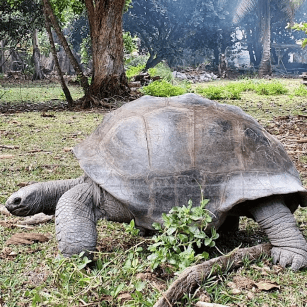 Aldabra-giant-tortoises-seychelle-islands-simplywanderfull