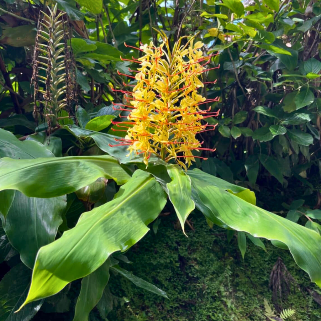 azores-flowers-simplywanderfull