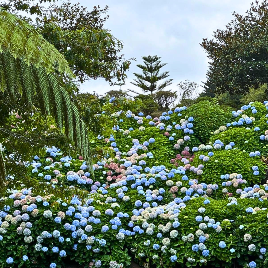 hydrandgea-azores-simplywanderfull