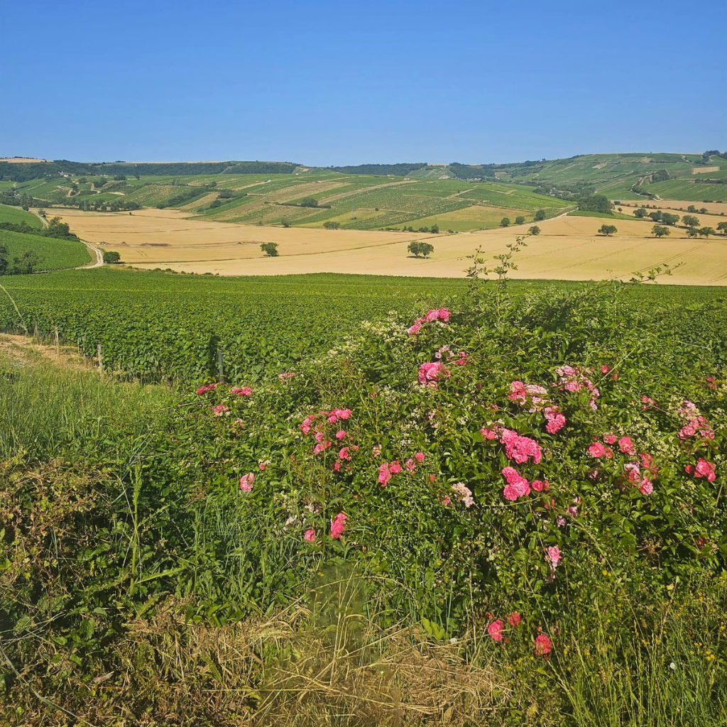 simplywanderfull-sancerre-pouilly-fume-ebiking-vineyards-wine-sauvignon-blanc-france